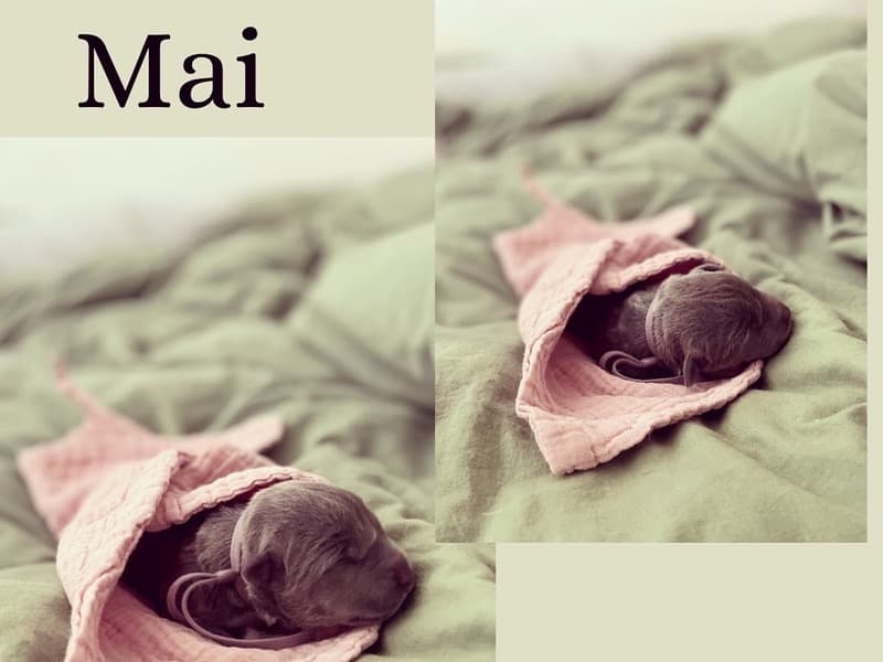 Mai primary photo