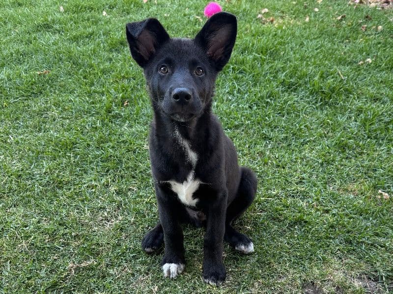 Juno primary photo