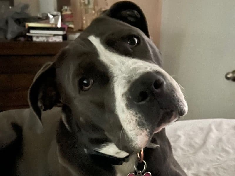 Remi primary photo