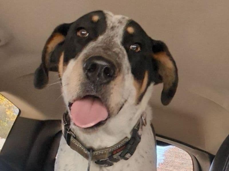 Brutus primary photo