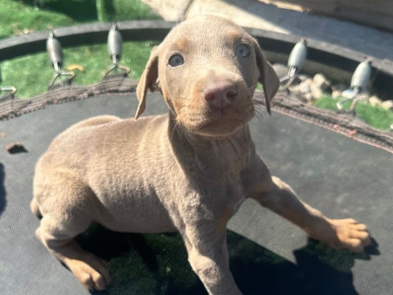 Doberman primary photo