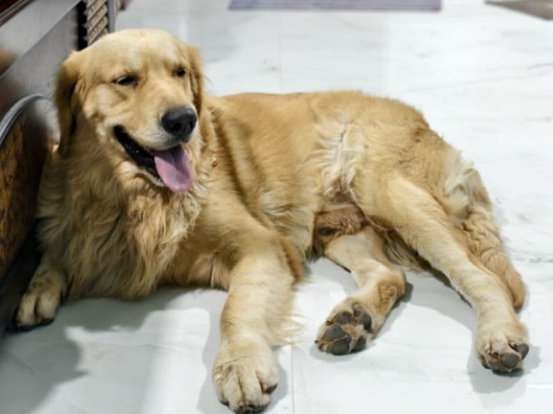Simba primary photo