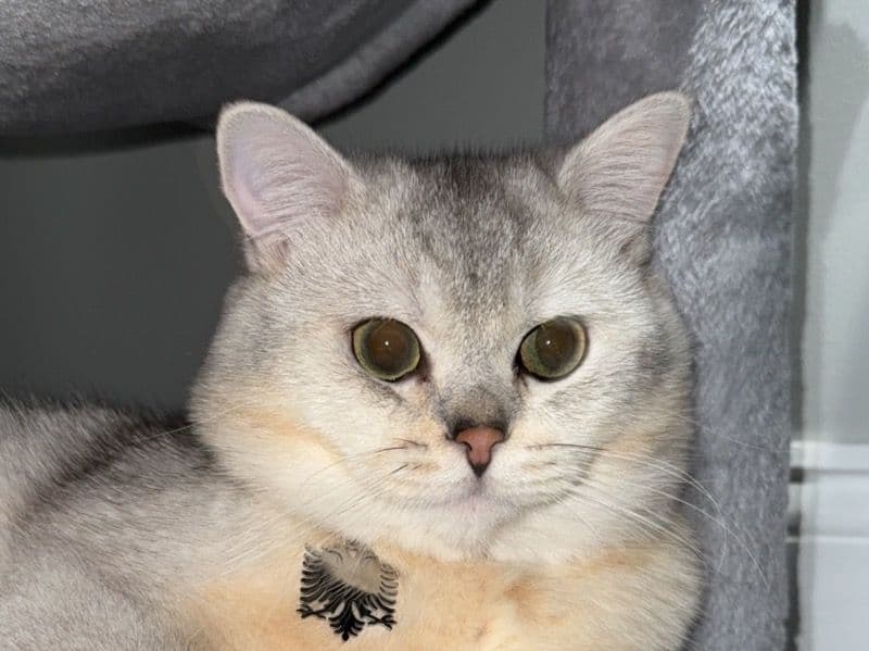 Lorian primary photo