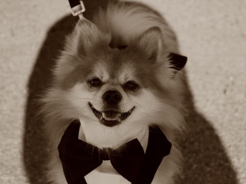 Teddy primary photo