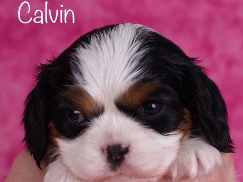Calvin primary photo