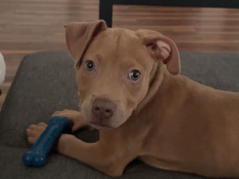 Enzo primary photo