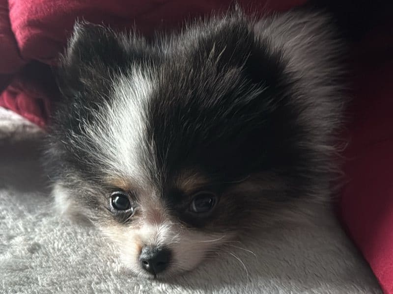 Zeus primary photo