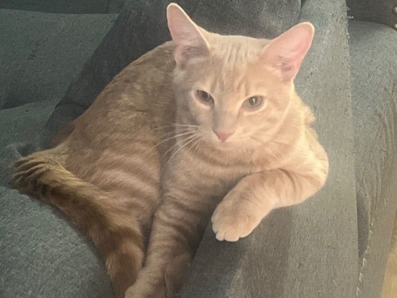 Nala primary photo