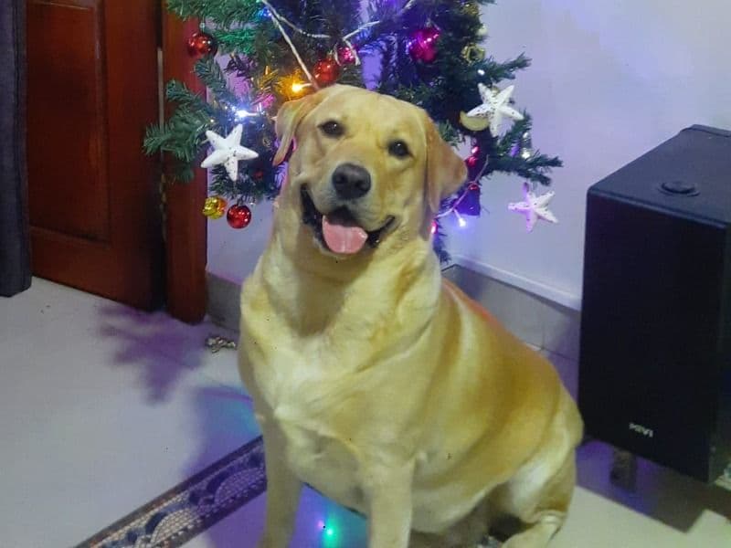 Bruno primary photo