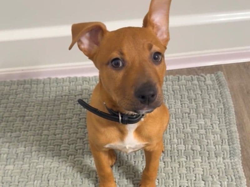 Penny primary photo