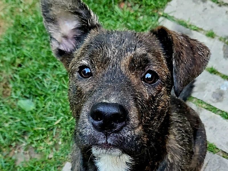 Scout primary photo