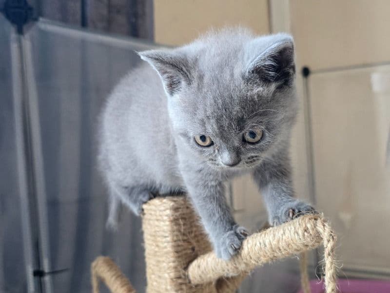 Kittens primary photo