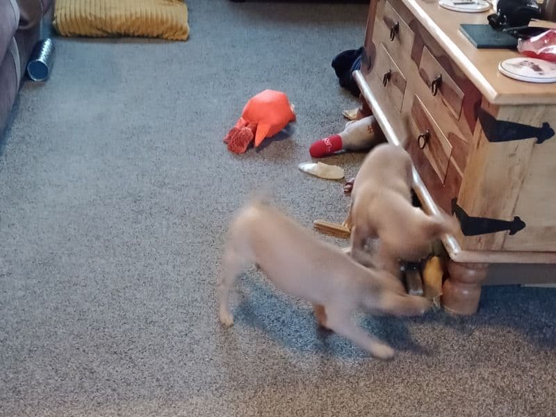 Buddy & Bandit primary photo