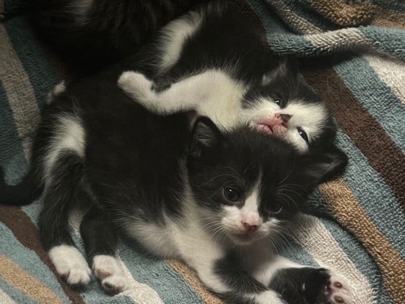 Kittens primary photo