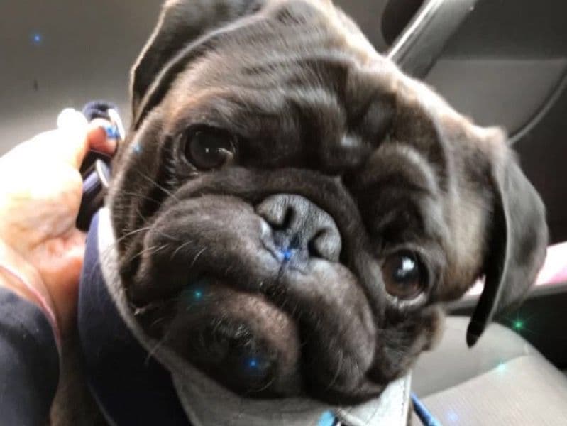 Rocco primary photo