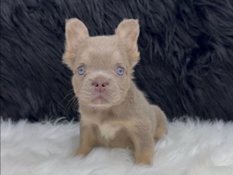 Trixie primary photo