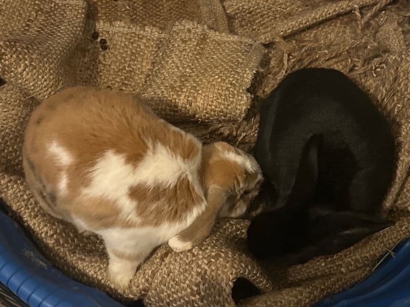 Buster(male) & Delilah(female)(pair Bonded) primary photo
