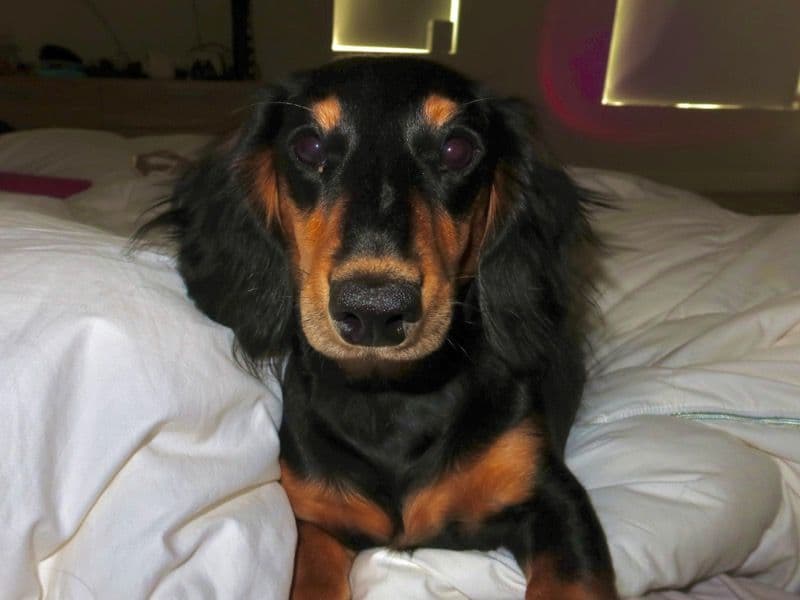 Missy primary photo