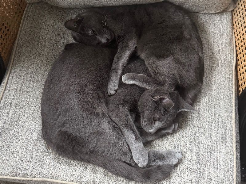 Lily & Charlie primary photo