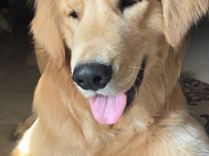 Coco primary photo
