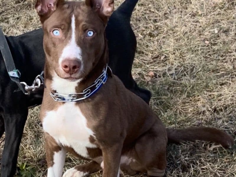 Baby Blu primary photo