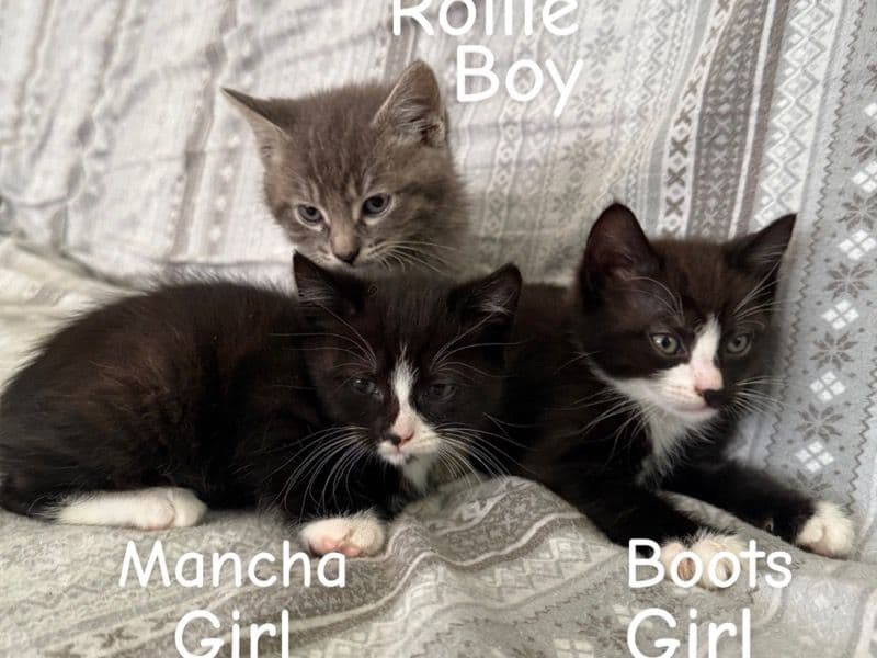 Rollie, Mancha, Boots primary photo