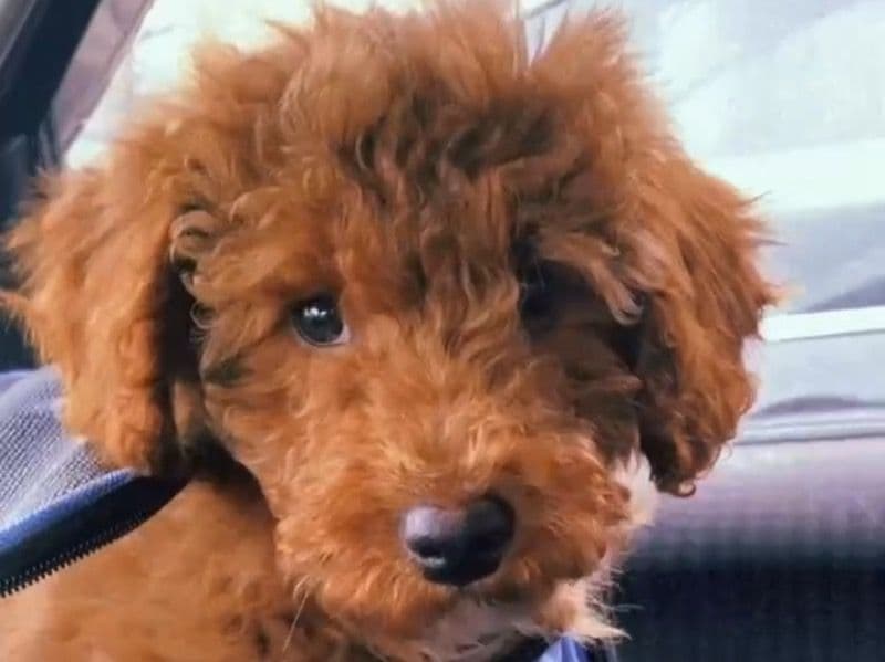 Biscoff primary photo