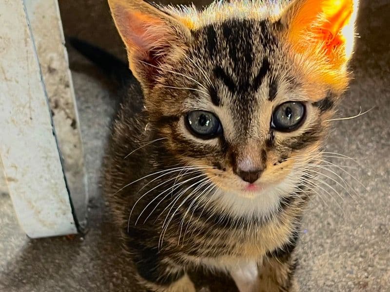 Nameless (free Kittens) primary photo