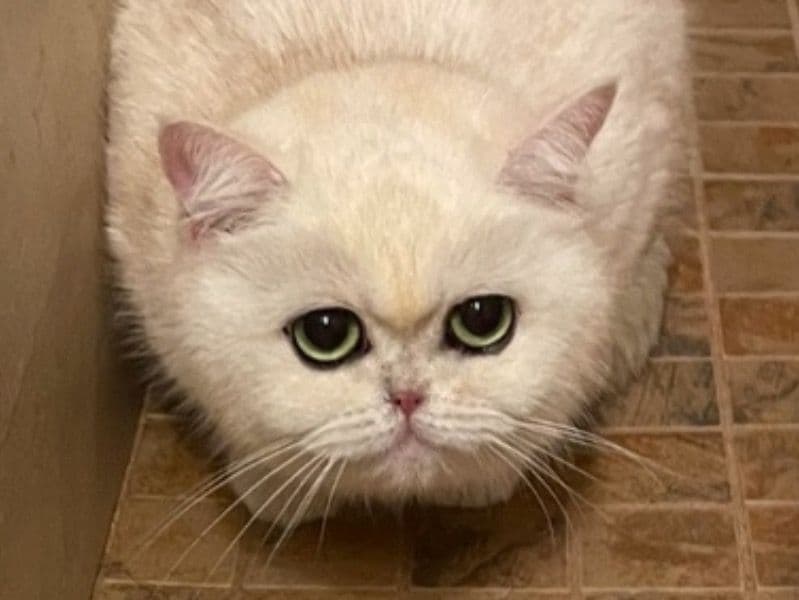 British Shorthair Kitten primary photo