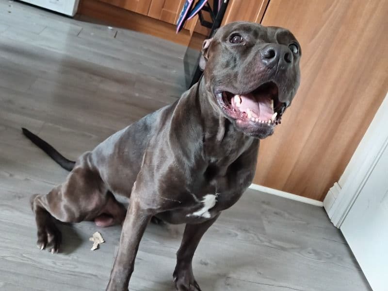 Odin primary photo