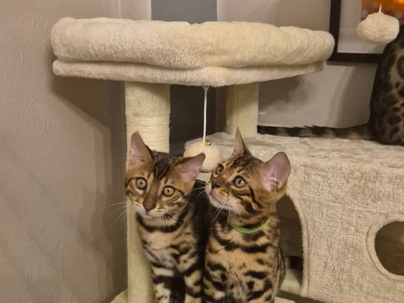 2 Beautiful Males primary photo
