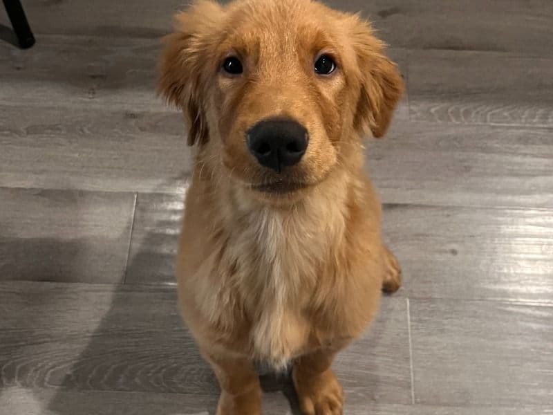 Milo primary photo