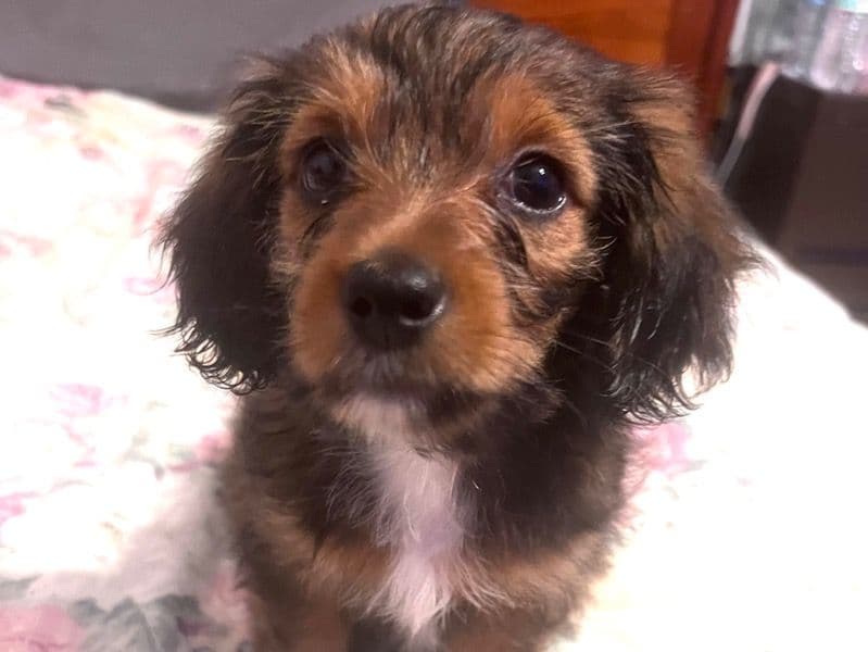 Callie primary photo