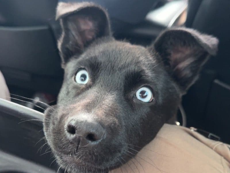 Luna primary photo