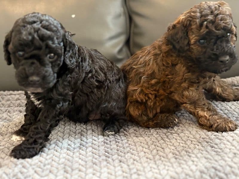 Pup 3&4 primary photo