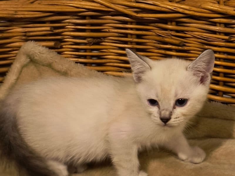 Mia primary photo