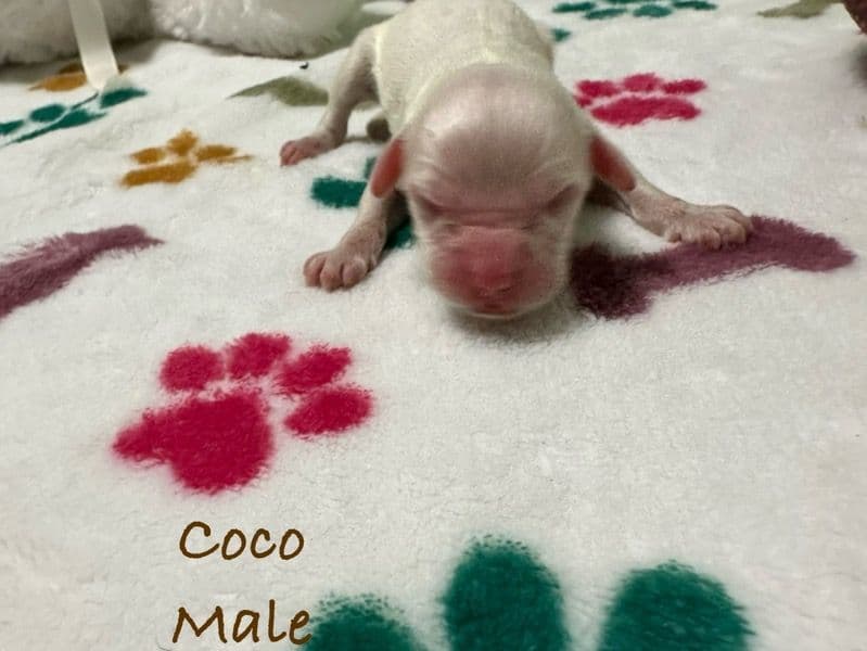 Coco primary photo