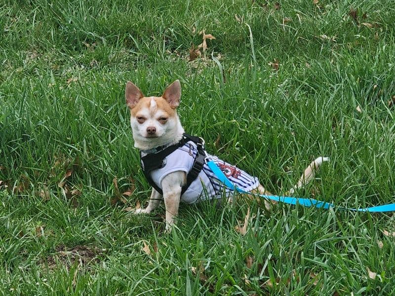 Nacho primary photo
