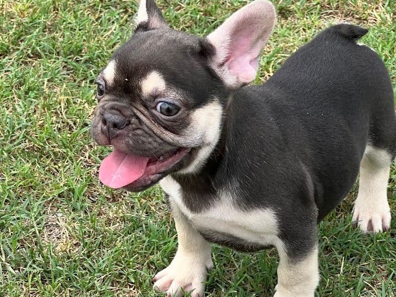 Choco primary photo
