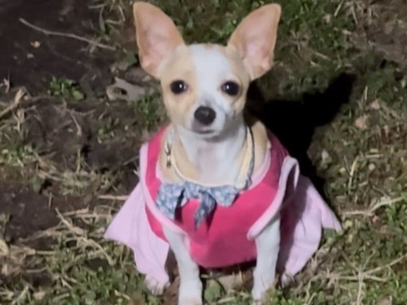 Luna primary photo