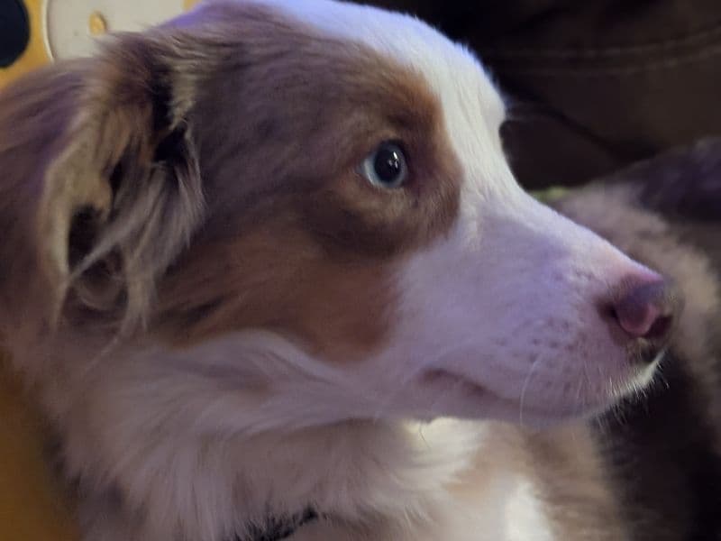 Buddy primary photo