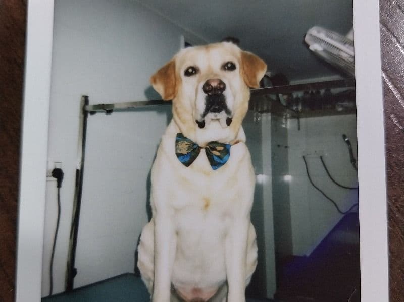 Simba primary photo