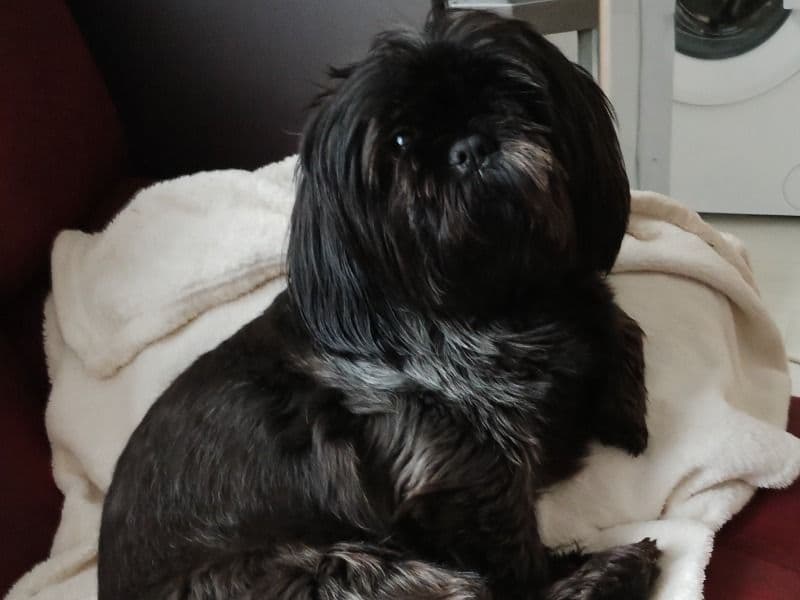 Luna primary photo