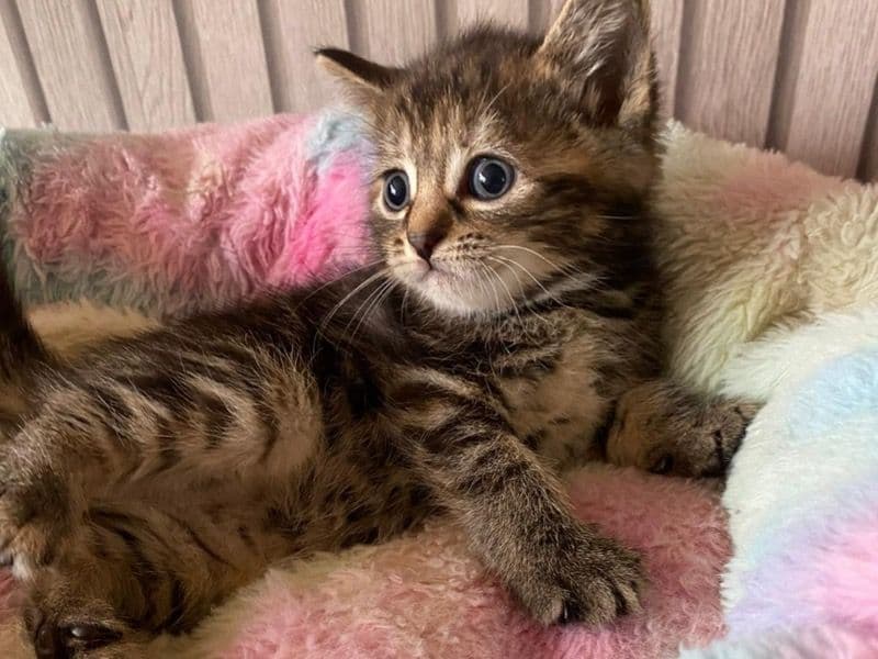 Girl Kitten primary photo