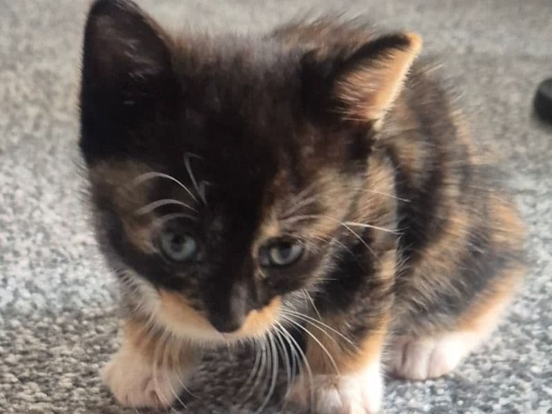 Coco primary photo