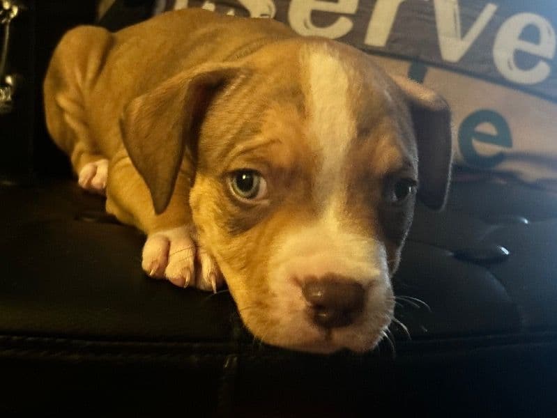 Brown Pup primary photo