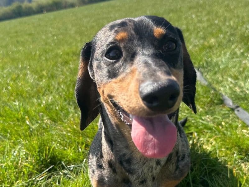 Remi primary photo
