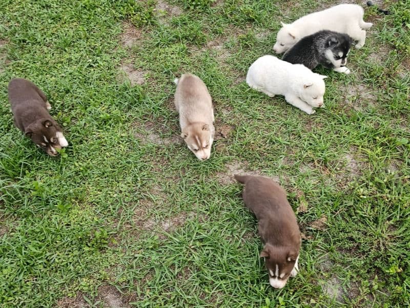 Huskys Siberians primary photo