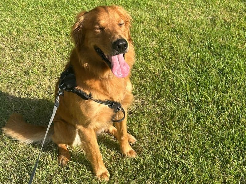 Benji primary photo