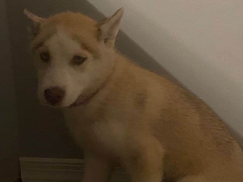 Nala primary photo